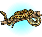 Snake on tree limb