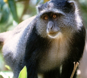 Vervet Monkey
