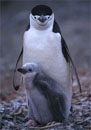 adult and baby penguin