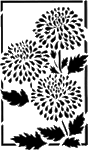 Chrysanthemum