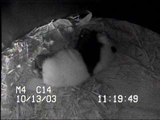 Baby panda at San Diego Zoo