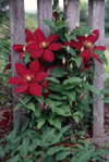 Clematis near fence