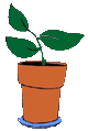 Mama's plant