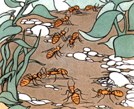 ants