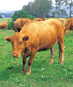 brown cows