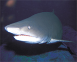 shark!