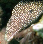 Eel