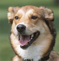 happy dog