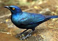 starling