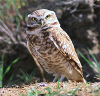 burrowing owl