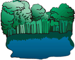 pond in woods