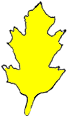 Oak Leaf