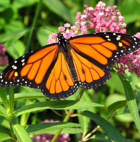 Monarch butterflies begin their migration in the fall.