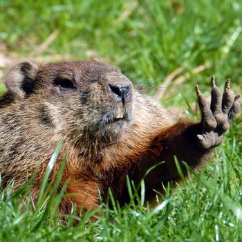 Groundhog Day is February 2.