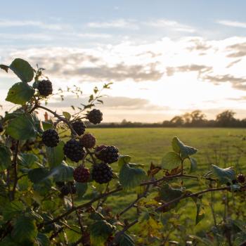 Thinking Inductively: A Close Reading of Seamus Heaney's "Blackberry Picking"